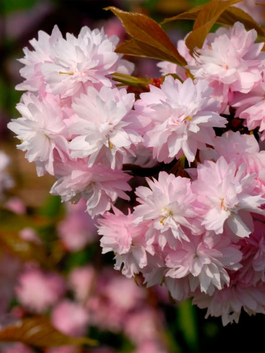 Prunus serrulata 'Kiku-shidare-zakura'