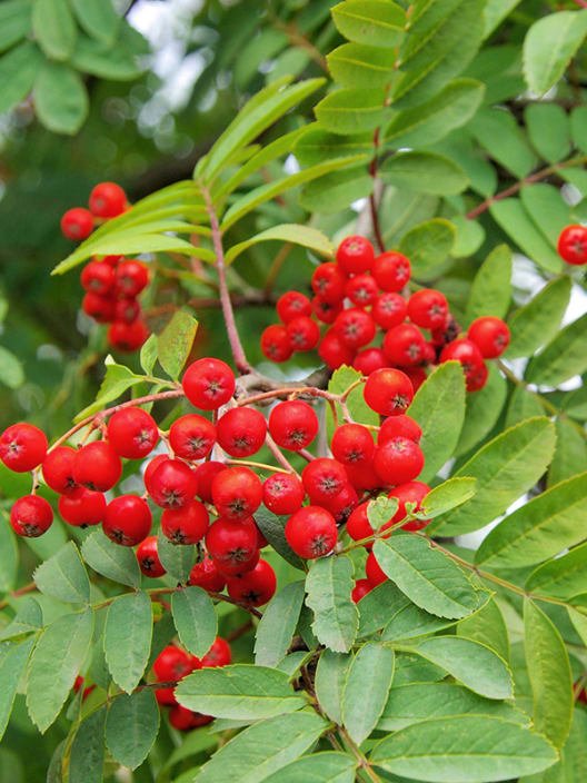 Sorbus aucuparia wettra