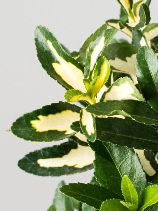 Evónimo Luna - Euonymus japonicus 'Mediopicta'