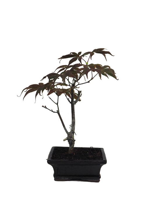 Bonsai. Arce japonés palmeado (Acer palmatum 'Atropurpureum')