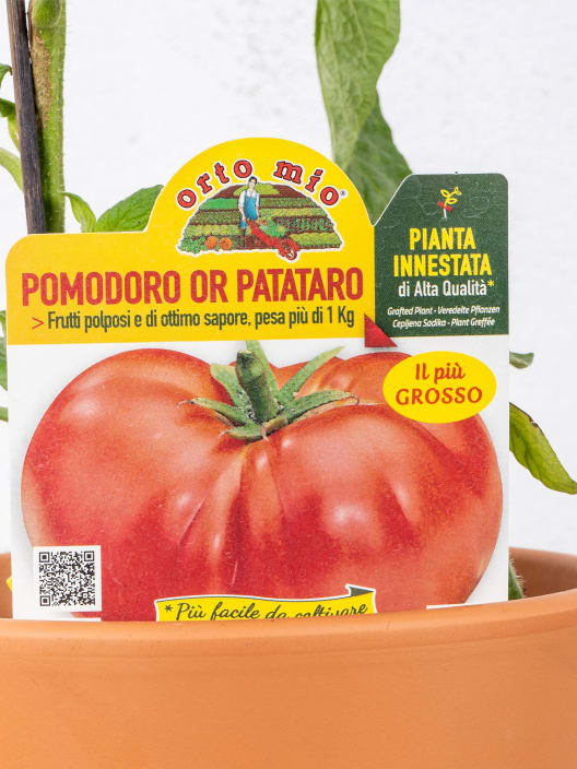Tomate injertado Gigante Big Patata F1 - Planta de huerto
