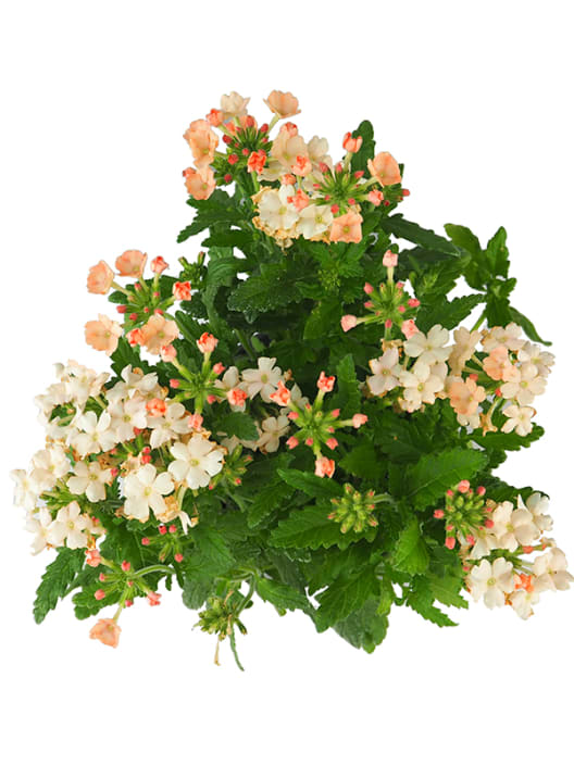 Verbena hybrida multicolor