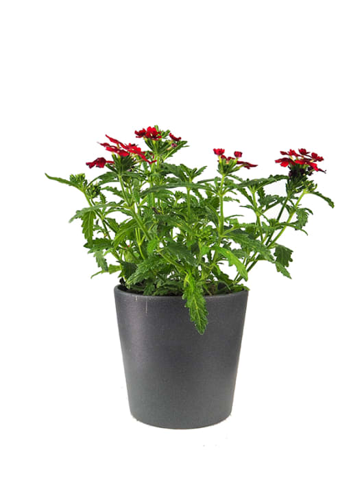 Verbena hybrida multicolor