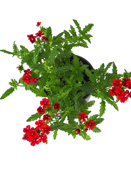 Verbena hybrida multicolor