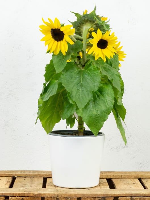Girasol (Helianthus annuus)