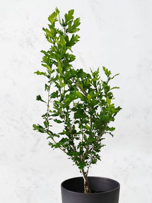 Hibiscus syriacus oiseau bleu