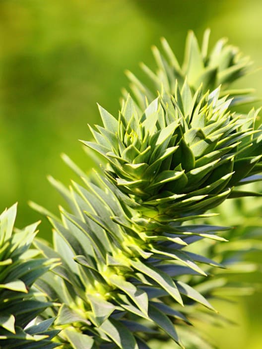 Pinus chile araucaria