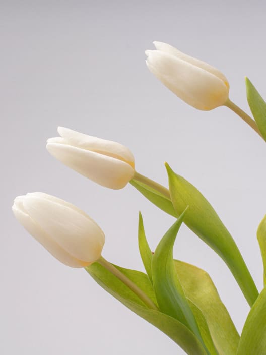Ramillete de Tulipanes Blancos