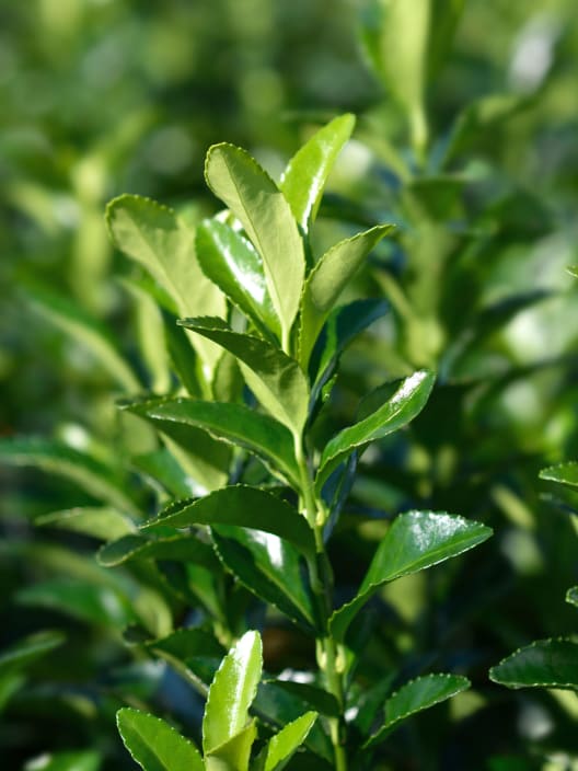 Evónimo Erecta - Euonymus japonicus 'Benkomasaki'