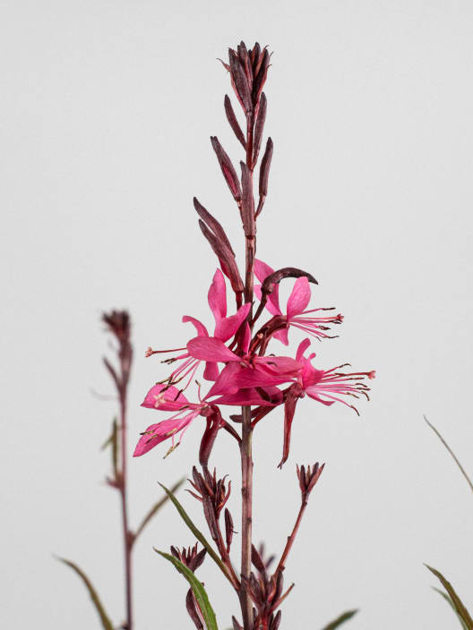Gaura (Oenothera lindheimeri)
