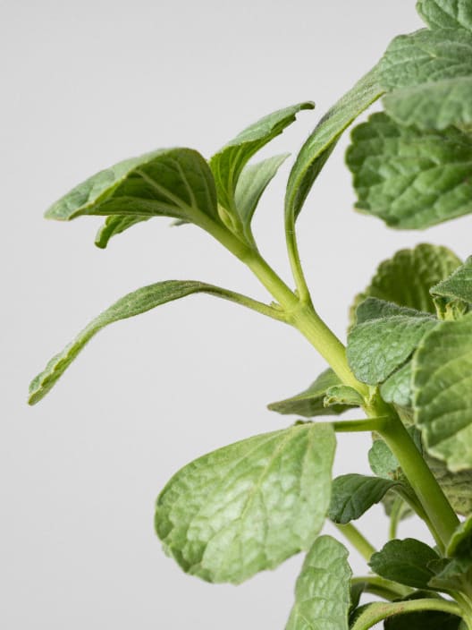 Coleus caninus (Ahuyenta gatos y perros)