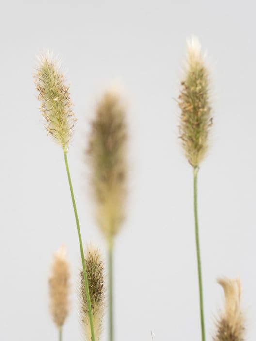 Gramínea Pennisetum 'Red Bunny Tails'