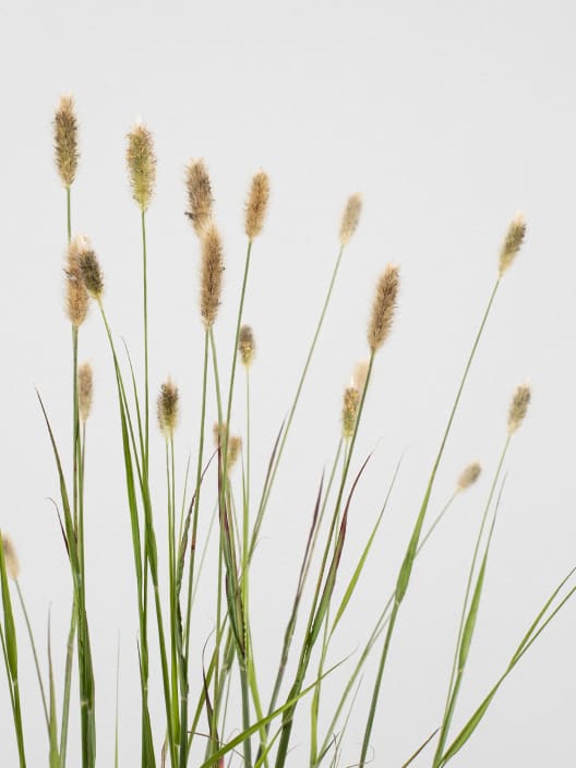 Gramínea Pennisetum 'Red Bunny Tails'