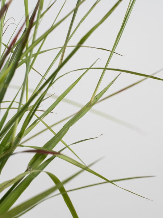 Gramínea Pennisetum 'Red Bunny Tails'
