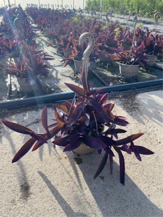 Tradescantia pallida purpurea