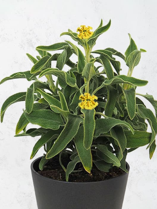 Phlomis fruticosa (Salvia de jerusalem)