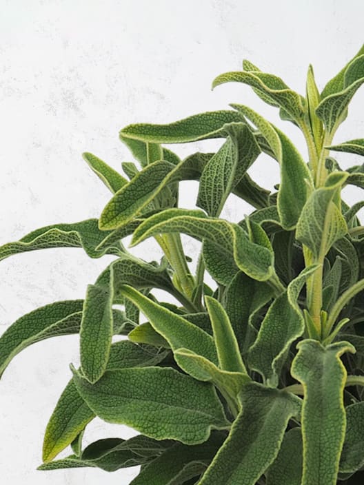 Phlomis fruticosa (Salvia de jerusalem)