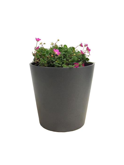 Erodium × variabile 'Bishop's Form'