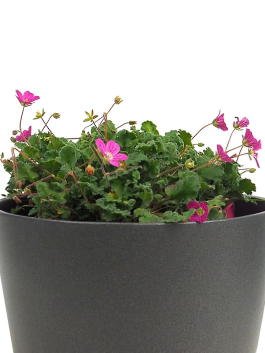 Erodium × variabile 'Bishop's Form'