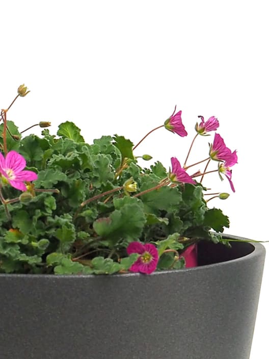 Erodium × variabile 'Bishop's Form'
