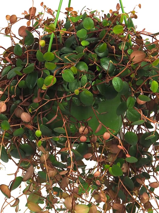 Peperomia prostrata 'Pepperspot'