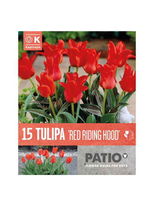 Bulbos de Tulipán greigii 'Red Riding Hood'
