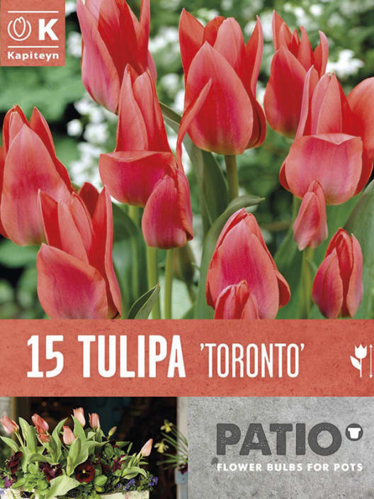Bulbos de Tulipán greigii 'Toronto'
