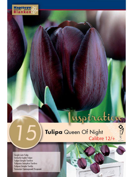 Bulbos de Tulipán 'Queen of night'.
