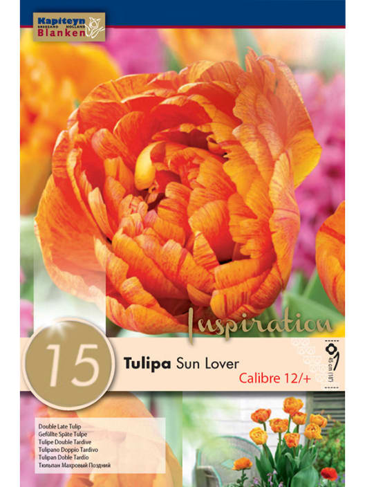 Bulbos de Tulipán 'Sun Lover'
