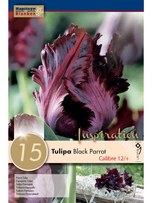 Bulbos de Tulipán gesneriana 'Black Parrot'