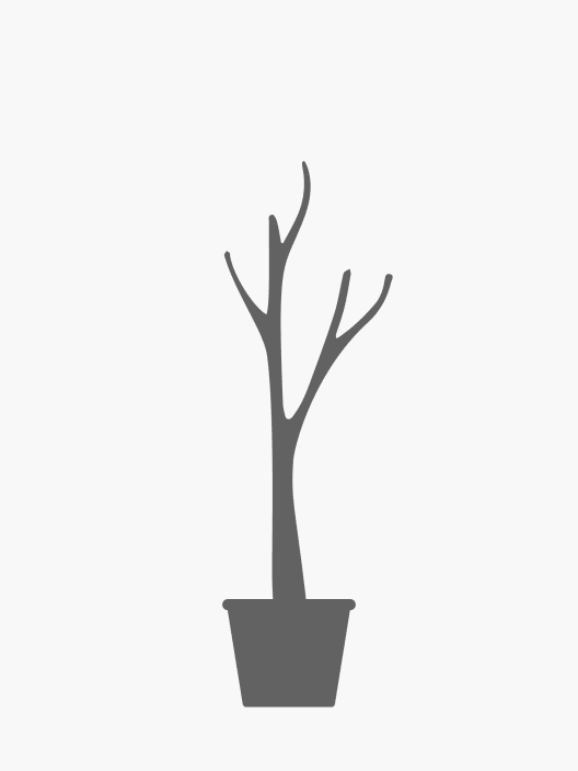 Morus alba 'Fruitless'