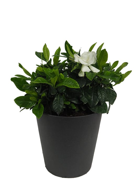 Gardenia jasminoides para exterior