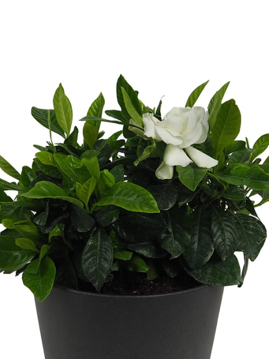 Gardenia jasminoides para exterior