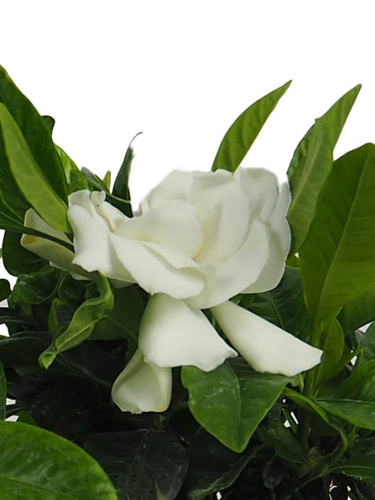 Gardenia jasminoides para exterior