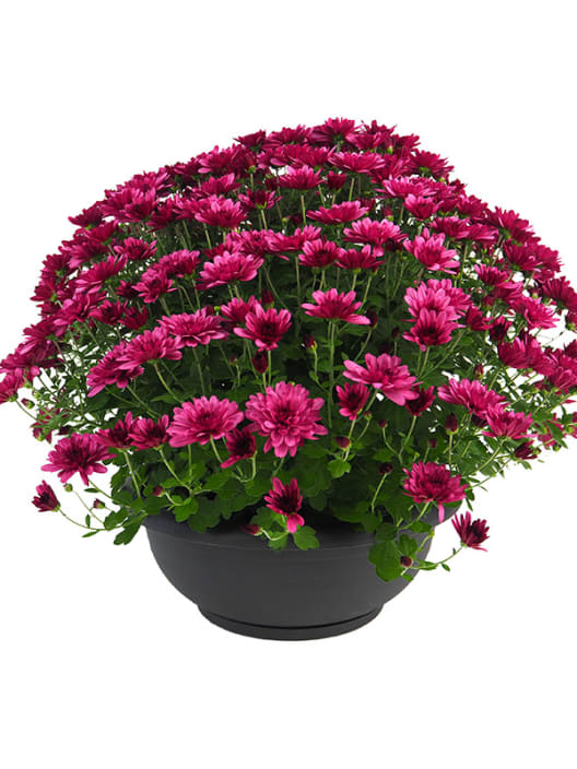 Crisantemo de Bola Rosa
