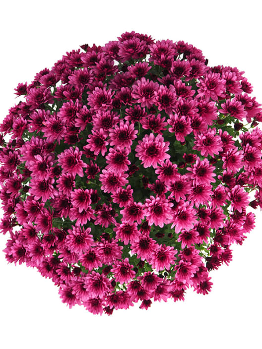 Crisantemo de Bola Rosa