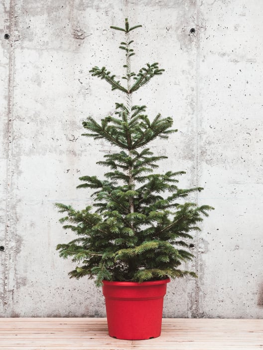 Árbol de Navidad Natural Nordmanniana (enraizado)