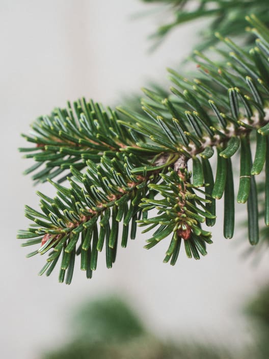 Árbol de Navidad Natural Nordmanniana (enraizado)