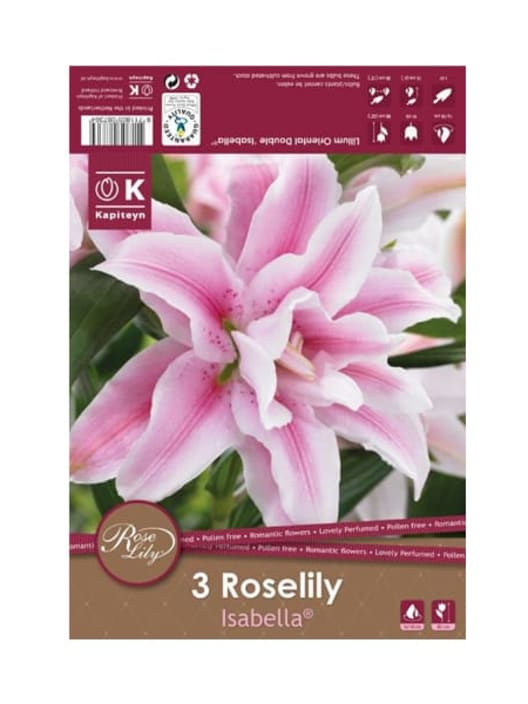 Bolsa 3 lilium oriental double isabella
