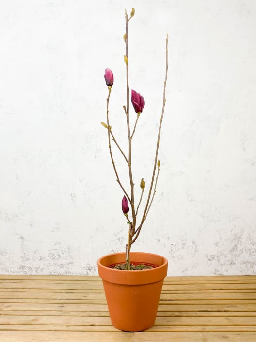 Magnolia 'March-Till-Frost'