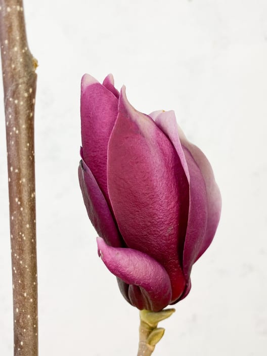 Magnolia 'March-Till-Frost'