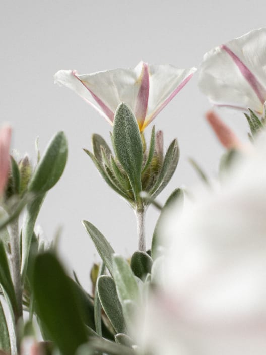 Convolvulus cneorum - Campanilla plateada