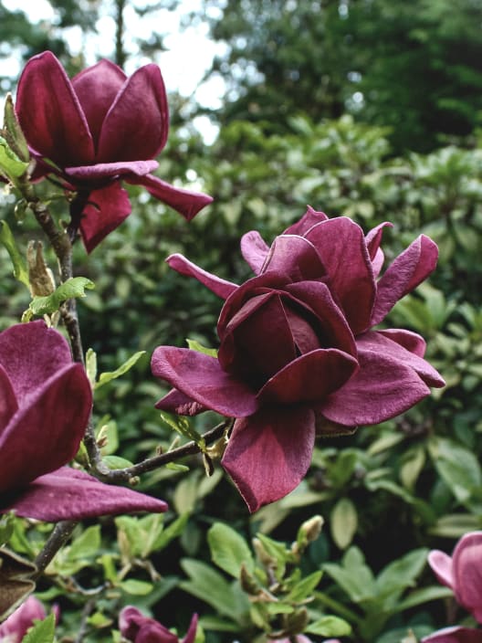 Magnolia 'Genie'