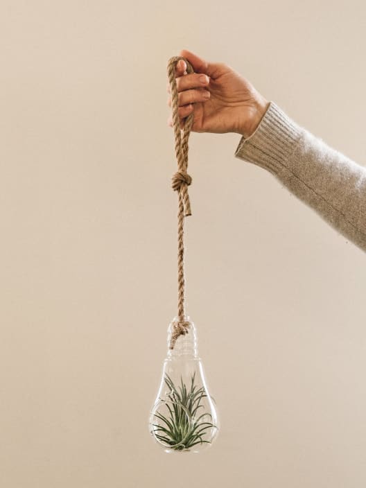Tillandsia spp. en bombilla de cristal