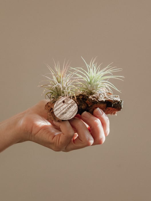 Tillandsia spp sobre rama