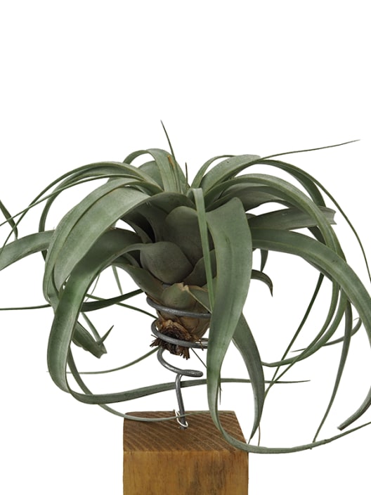 Tillandsia xerografica con bloque de madera
