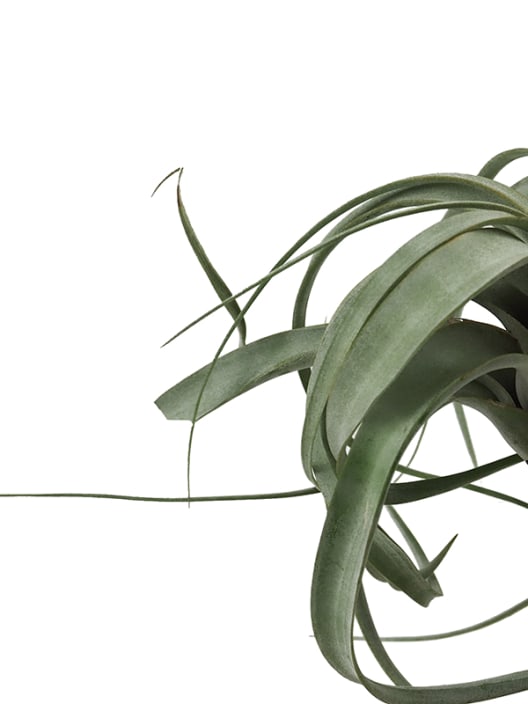 Tillandsia xerografica con bloque de madera