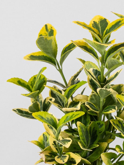 Evónimo dorado - Euonymus japonicus 'Aurea'