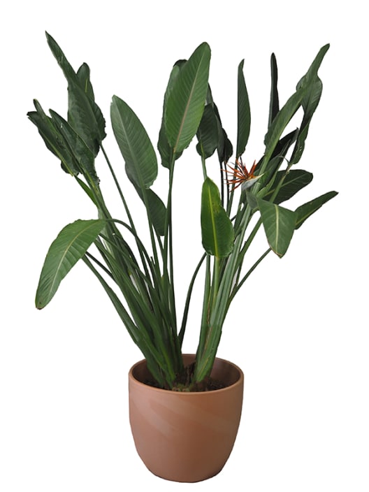Strelitzia reginae (Ave del Paraíso)