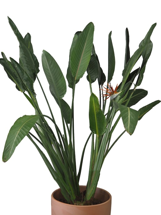 Strelitzia reginae (Ave del Paraíso)